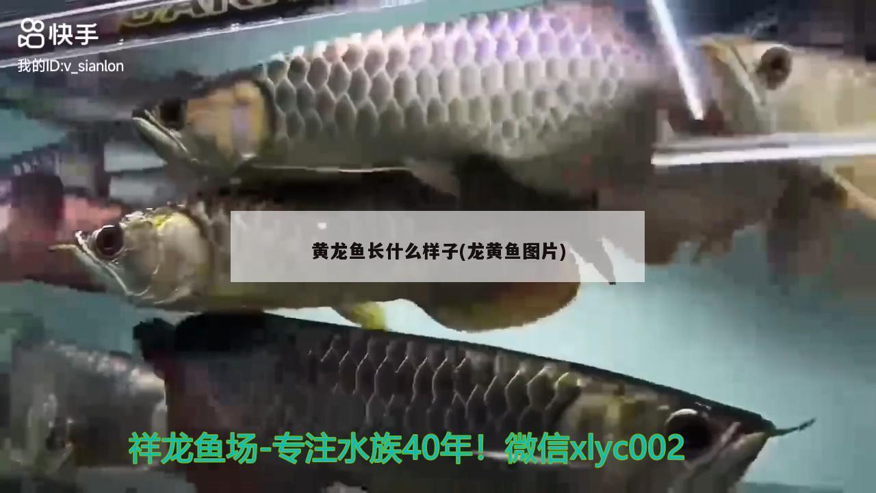 黃龍魚長什么樣子(龍黃魚圖片) 紅勾銀版魚