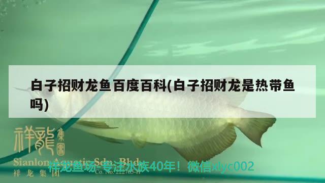 白子招財(cái)龍魚(yú)百度百科(白子招財(cái)龍是熱帶魚(yú)嗎)