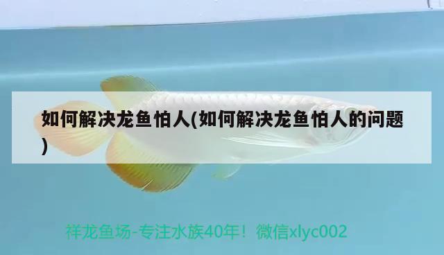 蝶尾金魚怎么分公母視頻：魚的記憶真的只有7秒嗎 觀賞魚 第2張