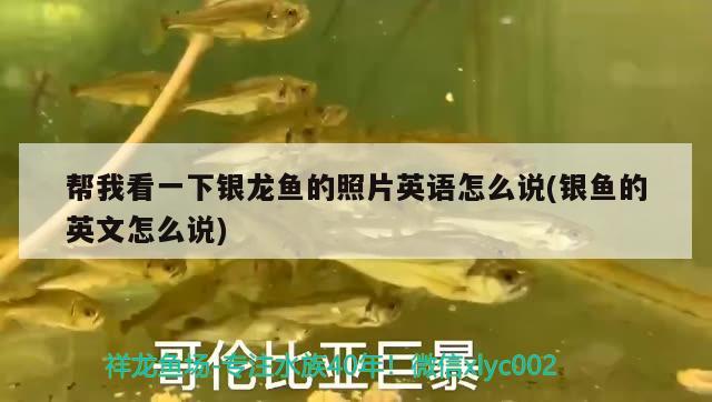 幫我看一下銀龍魚的照片英語怎么說(銀魚的英文怎么說)