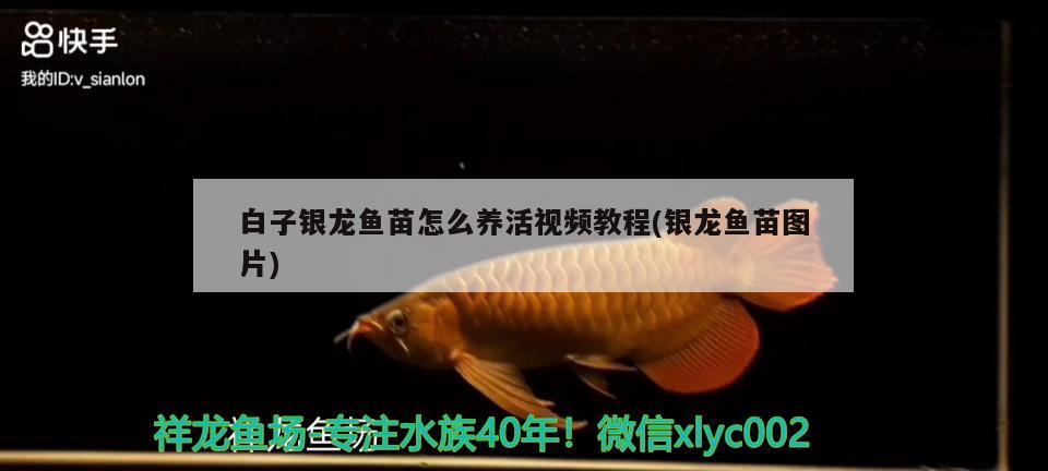 白子銀龍魚苗怎么養(yǎng)活視頻教程(銀龍魚苗圖片)