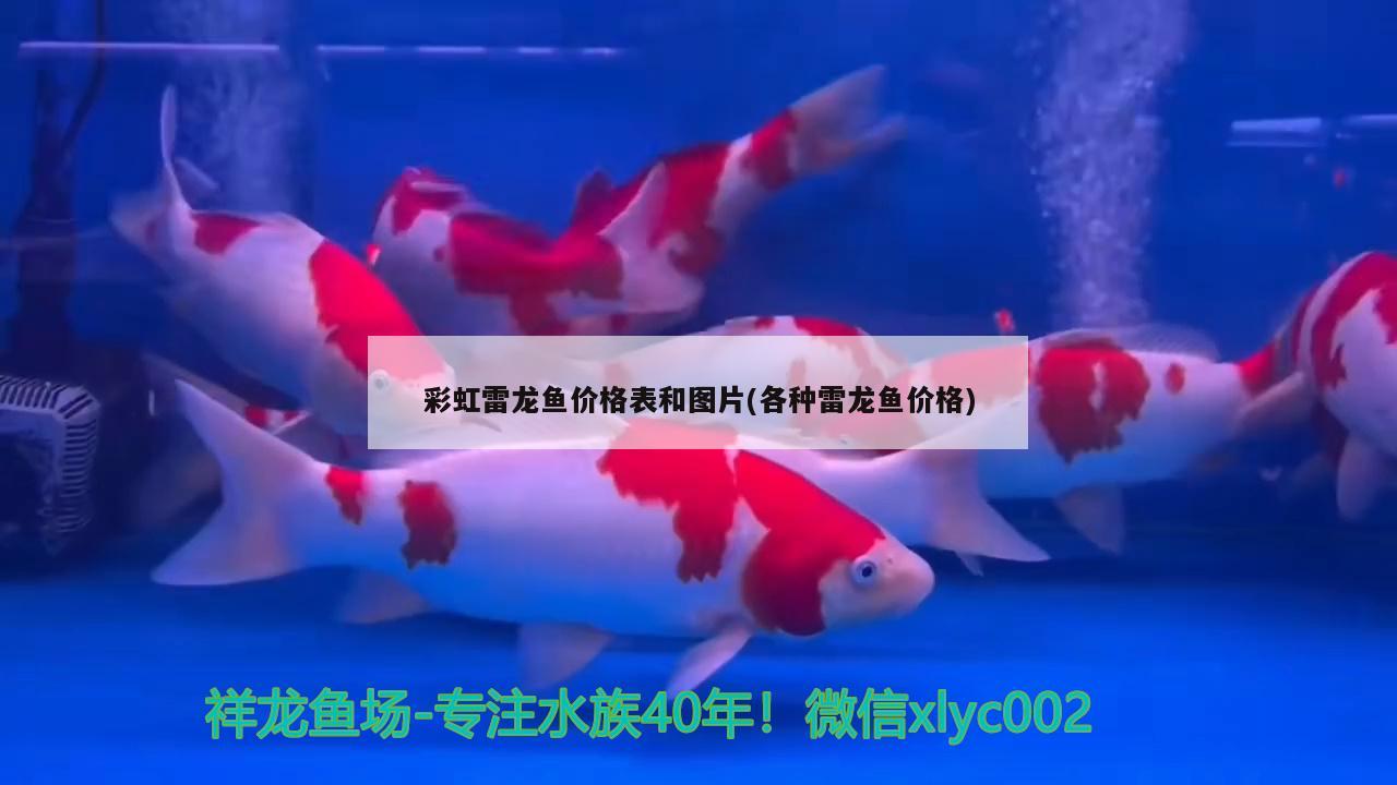 彩虹雷龍魚價格表和圖片(各種雷龍魚價格) 圖騰金龍魚 第2張