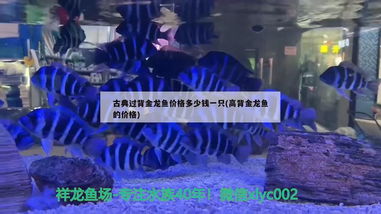 古典過背金龍魚價格多少錢一只(高背金龍魚的價格)