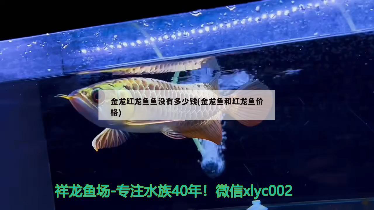 金龍紅龍魚魚沒有多少錢(金龍魚和紅龍魚價格)