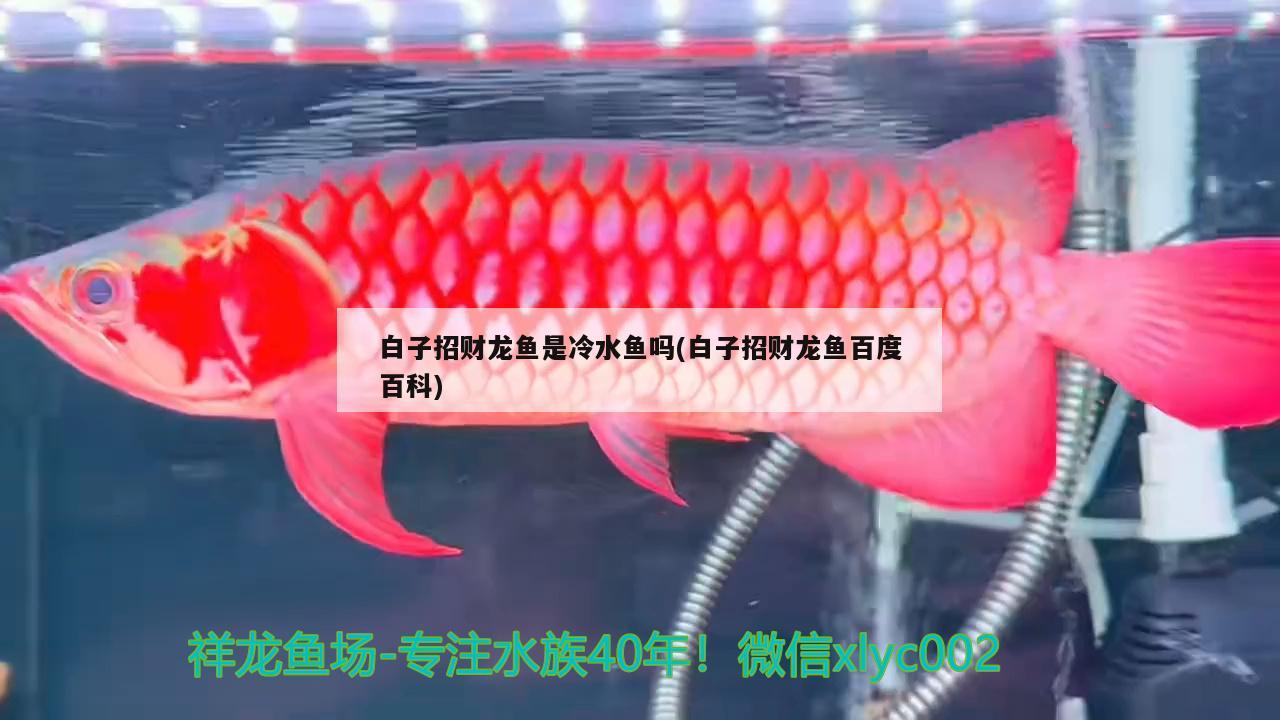 白子招財(cái)龍魚是冷水魚嗎(白子招財(cái)龍魚百度百科)