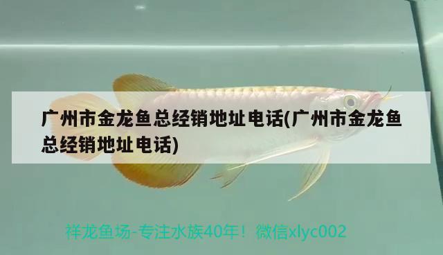 廣州市金龍魚總經(jīng)銷地址電話(廣州市金龍魚總經(jīng)銷地址電話) 七彩神仙魚