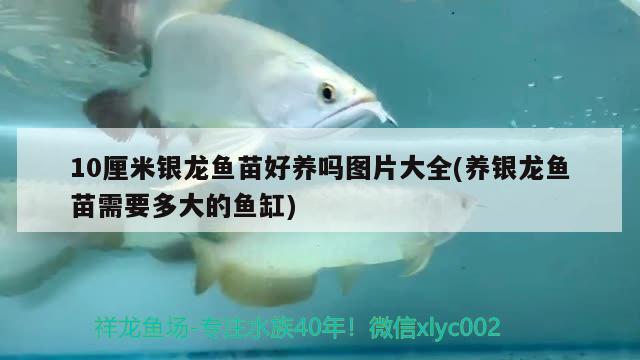 10厘米銀龍魚苗好養(yǎng)嗎圖片大全(養(yǎng)銀龍魚苗需要多大的魚缸) 銀龍魚百科