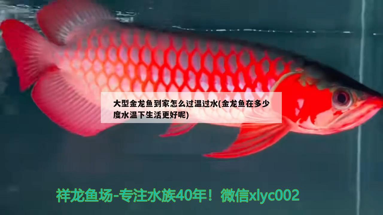 大型金龍魚到家怎么過溫過水(金龍魚在多少度水溫下生活更好呢) 銀河星鉆魚