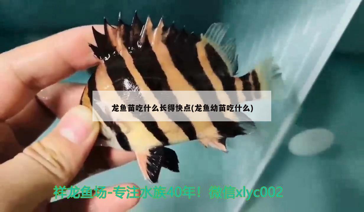 龍魚苗吃什么長(zhǎng)得快點(diǎn)(龍魚幼苗吃什么) 白化巴西龜（白巴）