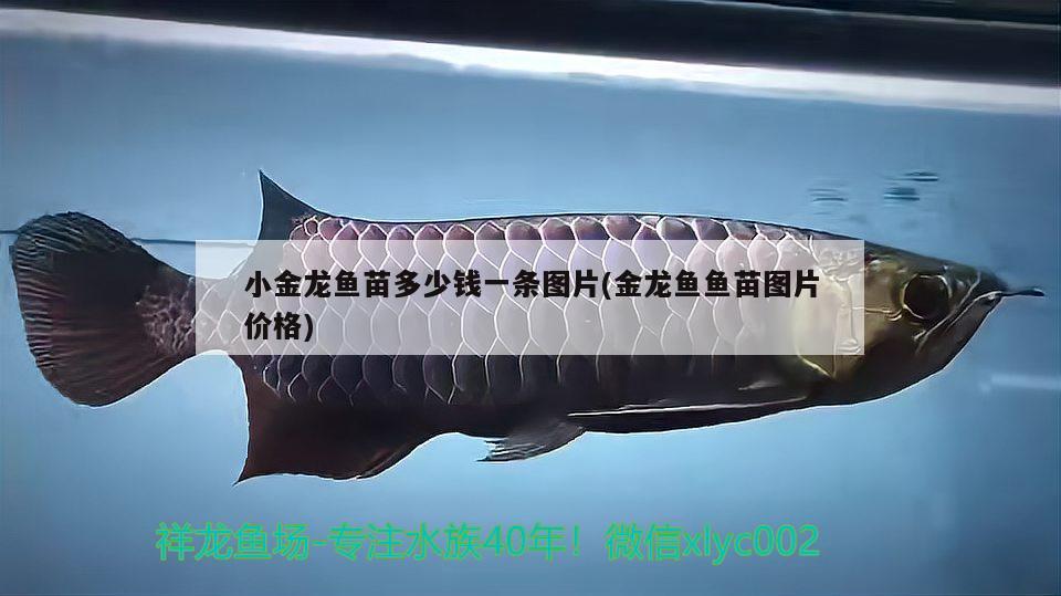 小金龍魚苗多少錢一條圖片(金龍魚魚苗圖片價格) 龍魚芯片掃碼器