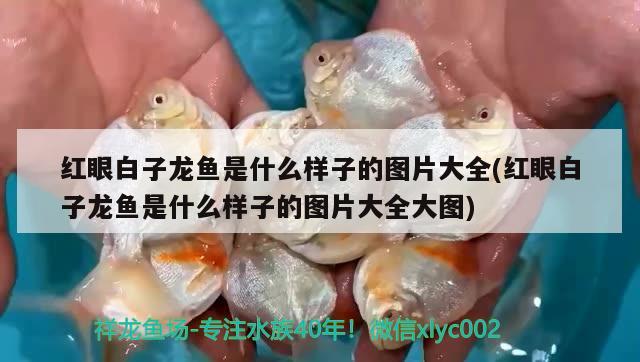 紅眼白子龍魚是什么樣子的圖片大全(紅眼白子龍魚是什么樣子的圖片大全大圖) BD魟魚