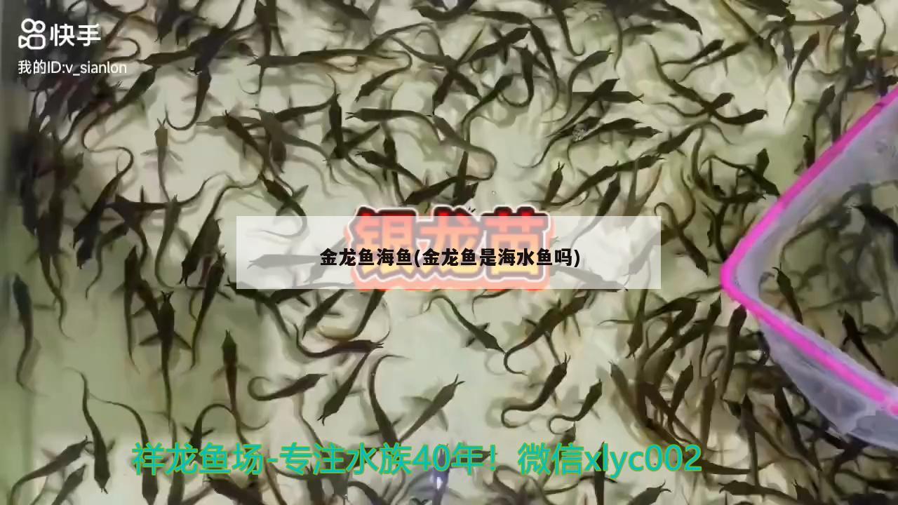 金龍魚海魚(金龍魚是海水魚嗎) 海水魚