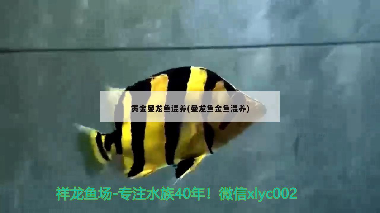 黃金曼龍魚混養(yǎng)(曼龍魚金魚混養(yǎng))