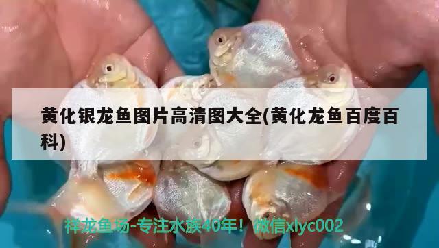 黃化銀龍魚圖片高清圖大全(黃化龍魚百度百科) 銀龍魚