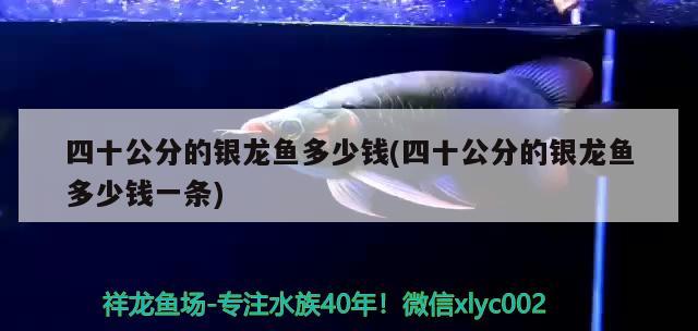 四十公分的銀龍魚多少錢(四十公分的銀龍魚多少錢一條)