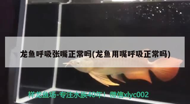 龍魚呼吸張嘴正常嗎(龍魚用嘴呼吸正常嗎) 黑白雙星