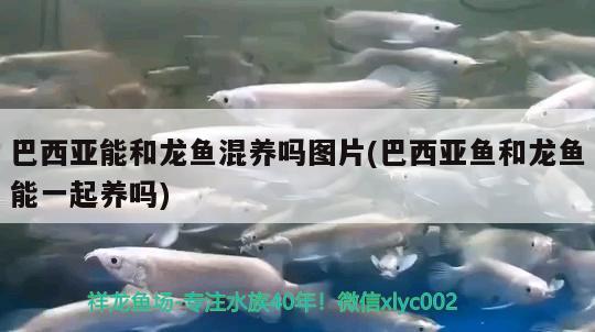 巴西亞能和龍魚混養(yǎng)嗎圖片(巴西亞魚和龍魚能一起養(yǎng)嗎) 巴西亞魚