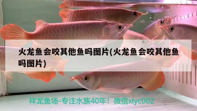 火龍魚會咬其他魚嗎圖片(火龍魚會咬其他魚嗎圖片)