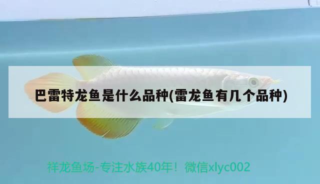 巴雷特龍魚(yú)是什么品種(雷龍魚(yú)有幾個(gè)品種)