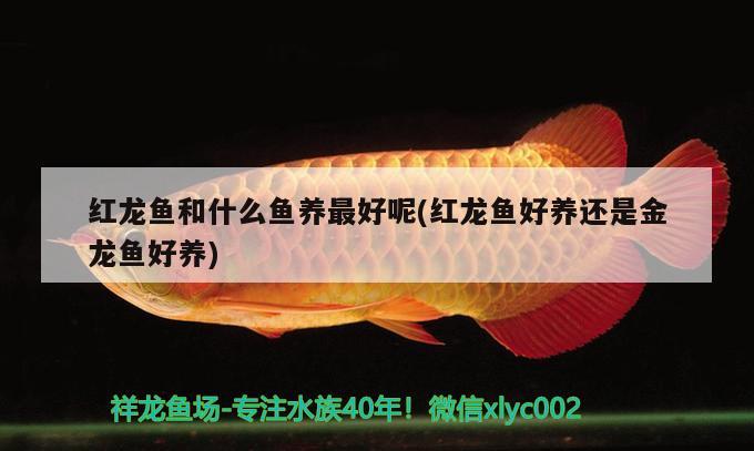 紅龍魚(yú)和什么魚(yú)養(yǎng)最好呢(紅龍魚(yú)好養(yǎng)還是金龍魚(yú)好養(yǎng)) 純血皇冠黑白魟魚(yú)