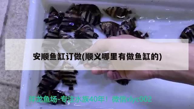 安順魚缸訂做(順義哪里有做魚缸的) ?；?異型虎魚/純色虎魚