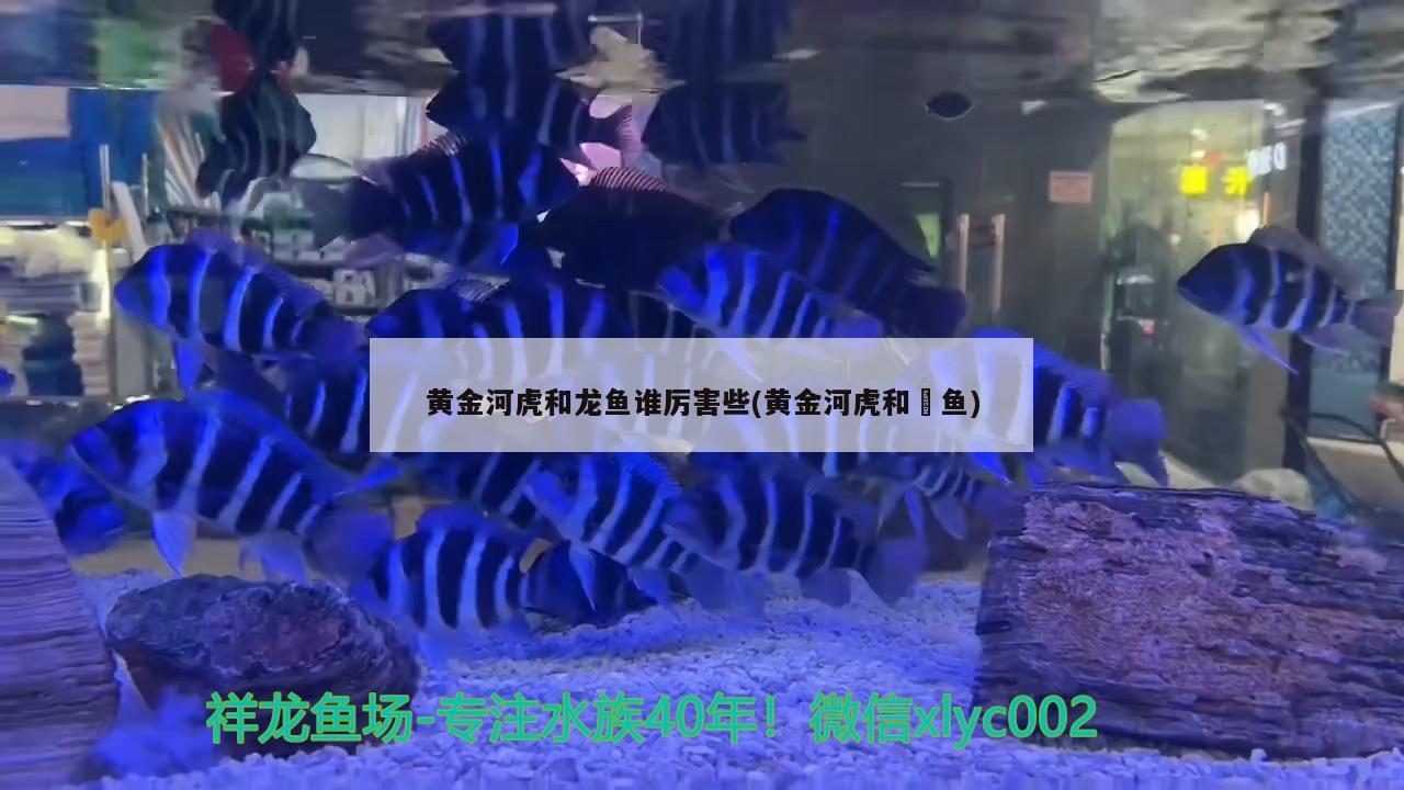 黃金河虎和龍魚誰厲害些(黃金河虎和鳡魚) 黃金河虎魚