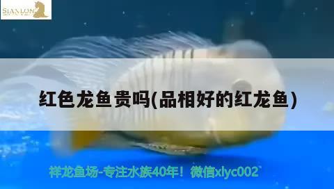 紅色龍魚(yú)貴嗎(品相好的紅龍魚(yú))