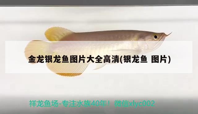 雷龍魚苗長的快嗎圖片（怎么養(yǎng)雷龍魚的寶寶） 養(yǎng)魚知識 第2張