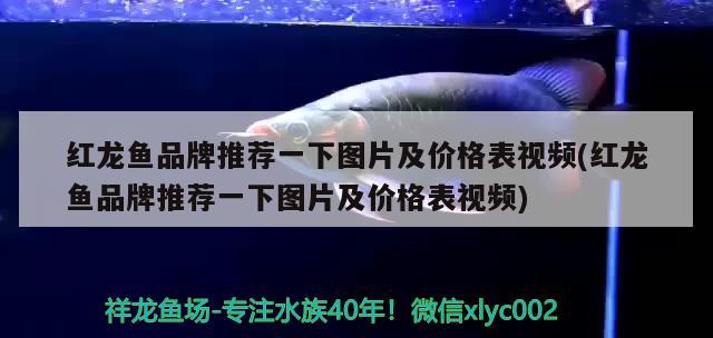 白化龍魚百度百科（白龍化魚是成語嗎） 祥龍水族醫(yī)院 第2張