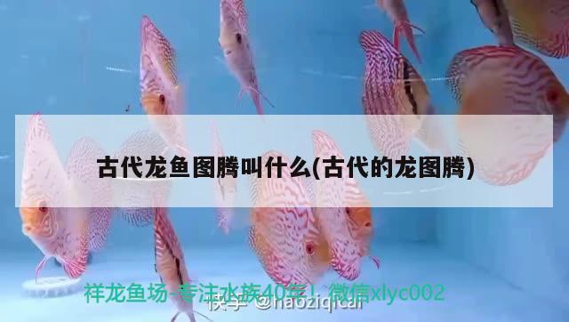 鞏義市城區(qū)霖祥花卉水族店 全國(guó)水族館企業(yè)名錄 第2張