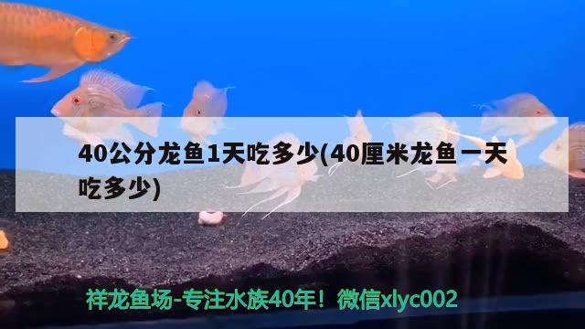 40公分龍魚1天吃多少(40厘米龍魚一天吃多少) 申古三間魚