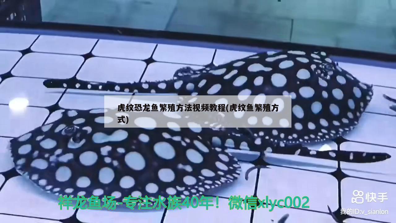 虎紋恐龍魚繁殖方法視頻教程(虎紋魚繁殖方式) 非洲金鼓魚