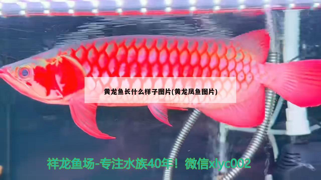 盤錦魚缸定做廠家電話多少號(hào)?。ūP錦市魚缸廠）