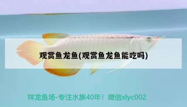 觀賞魚龍魚(觀賞魚龍魚能吃嗎) 朱巴利魚苗