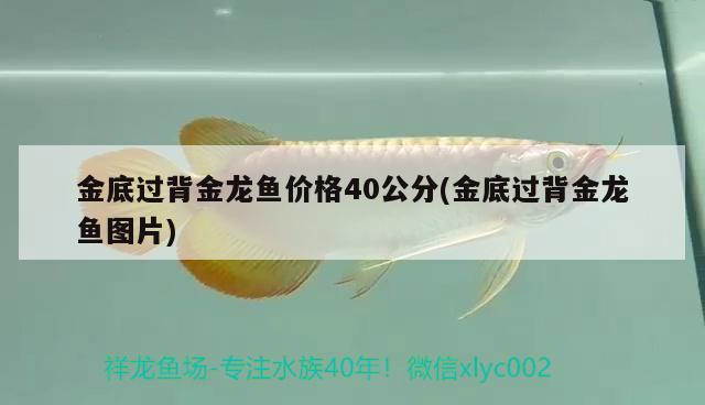 金底過背金龍魚價格40公分(金底過背金龍魚圖片) 過背金龍魚