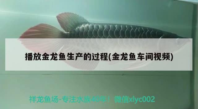 播放金龍魚生產(chǎn)的過程(金龍魚車間視頻) 魟魚百科