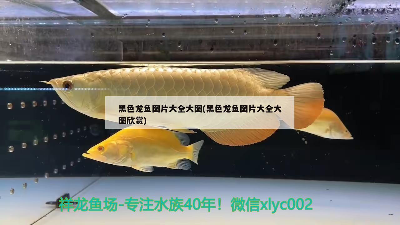 黑色龍魚(yú)圖片大全大圖(黑色龍魚(yú)圖片大全大圖欣賞)