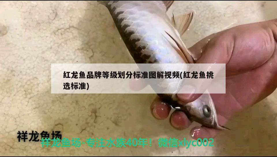 紅龍魚品牌等級劃分標(biāo)準(zhǔn)圖解視頻(紅龍魚挑選標(biāo)準(zhǔn)) 胭脂孔雀龍魚