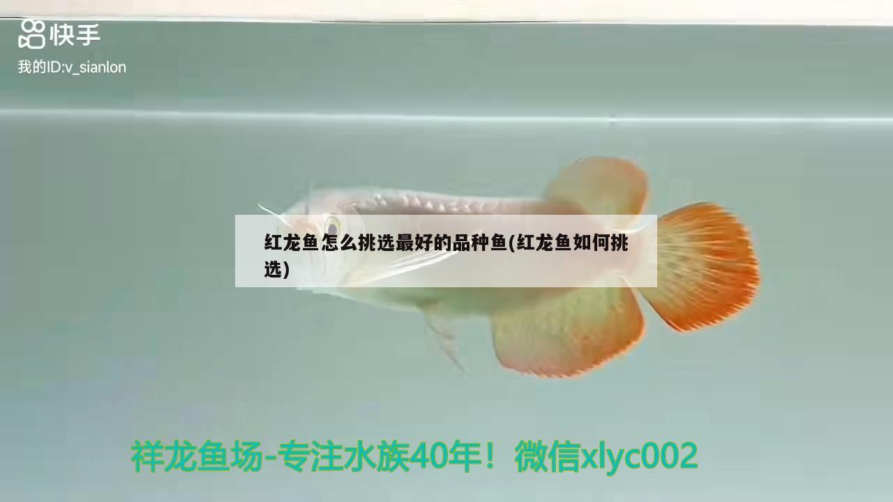 紅龍魚(yú)怎么挑選最好的品種魚(yú)(紅龍魚(yú)如何挑選)