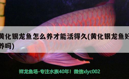 黃化銀龍魚怎么養(yǎng)才能活得久(黃化銀龍魚好養(yǎng)嗎) 銀龍魚百科