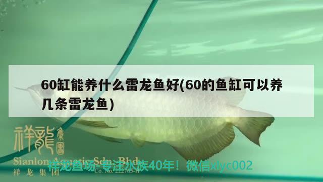 60缸能養(yǎng)什么雷龍魚(yú)好(60的魚(yú)缸可以養(yǎng)幾條雷龍魚(yú))