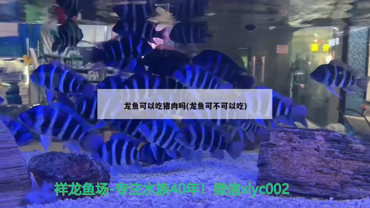 龍魚可以吃豬肉嗎(龍魚可不可以吃)