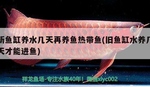 新魚(yú)缸養(yǎng)水幾天再養(yǎng)魚(yú)熱帶魚(yú)(舊魚(yú)缸水養(yǎng)幾天才能進(jìn)魚(yú)) 水族世界