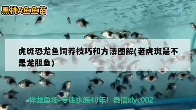 虎斑恐龍魚飼養(yǎng)技巧和方法圖解(老虎斑是不是龍膽魚)