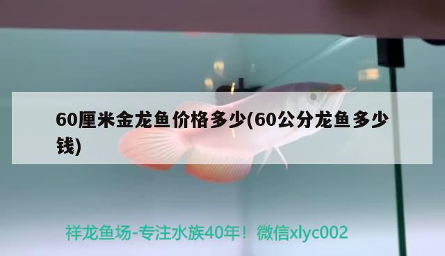 60厘米金龍魚價格多少(60公分龍魚多少錢) 羅漢魚