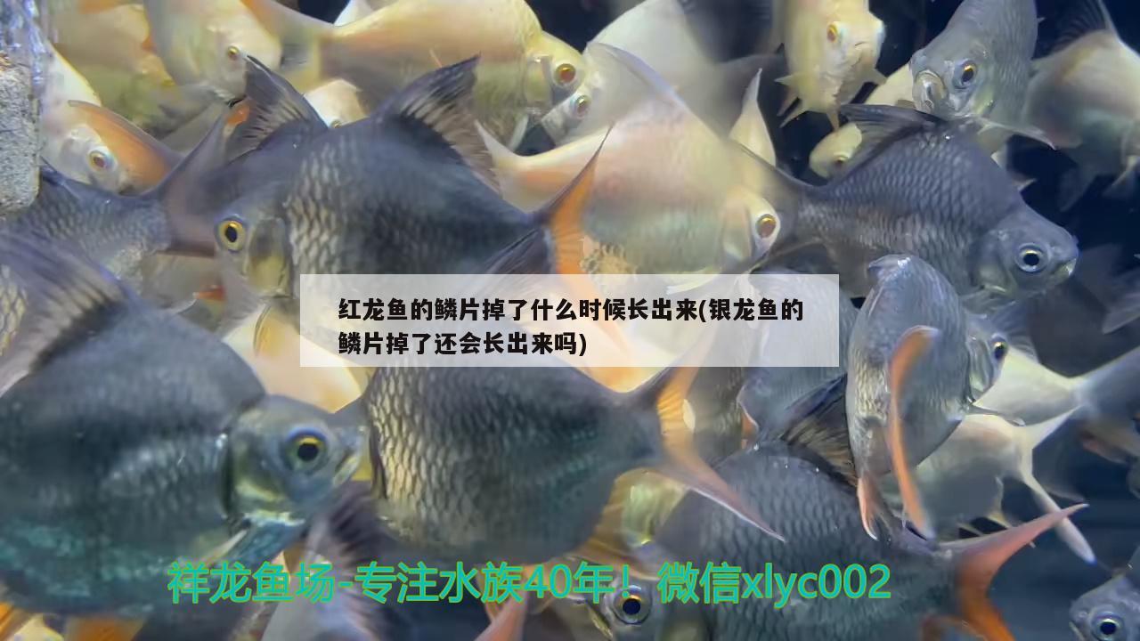 和金龍魚混養(yǎng)的魚能吃嗎(金龍魚可以和什么魚混養(yǎng)) 青龍魚