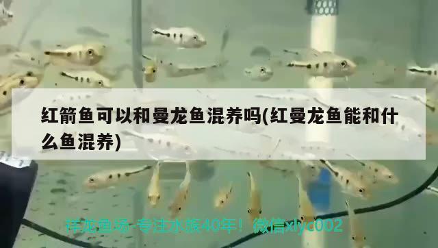 紅箭魚可以和曼龍魚混養(yǎng)嗎(紅曼龍魚能和什么魚混養(yǎng))