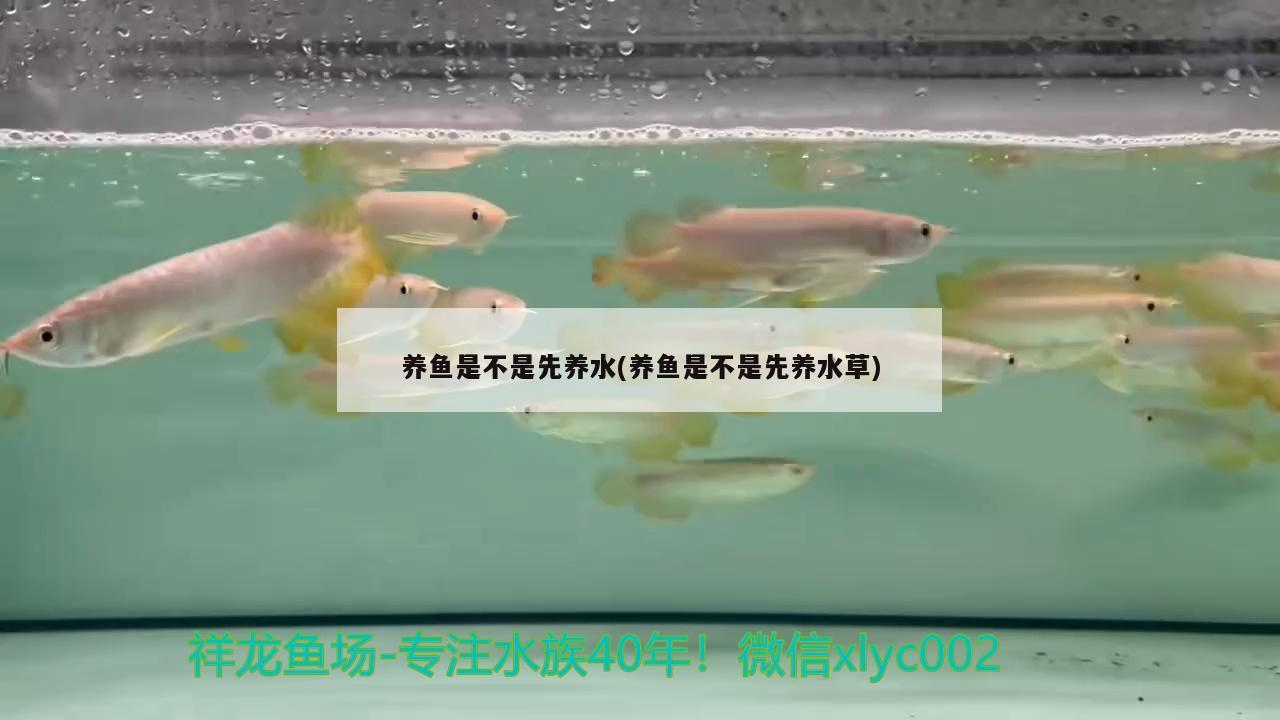 養(yǎng)魚是不是先養(yǎng)水(養(yǎng)魚是不是先養(yǎng)水草)