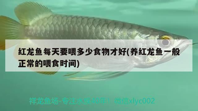 紅龍魚(yú)每天要喂多少食物才好(養(yǎng)紅龍魚(yú)一般正常的喂食時(shí)間)