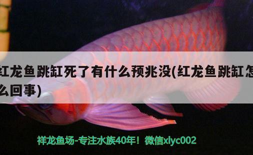 紅龍魚跳缸死了有什么預(yù)兆沒(紅龍魚跳缸怎么回事)